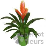 Nos confections Bromelia