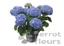 Plantes fleuries Hortensia 
