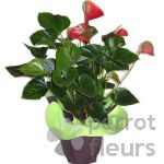 Plantes fleuries Anthurium