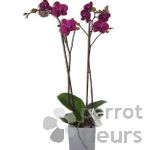 Orchide Phalaenopsis