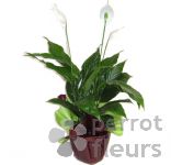 Spathiphyllum