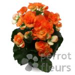 Plantes fleuries Bgonia